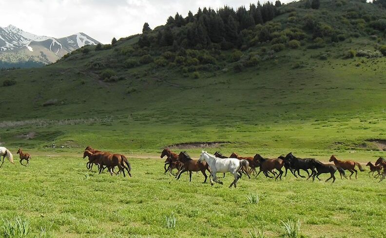 Discover to Kyrgyzstan in 2 weeks&nbsp;